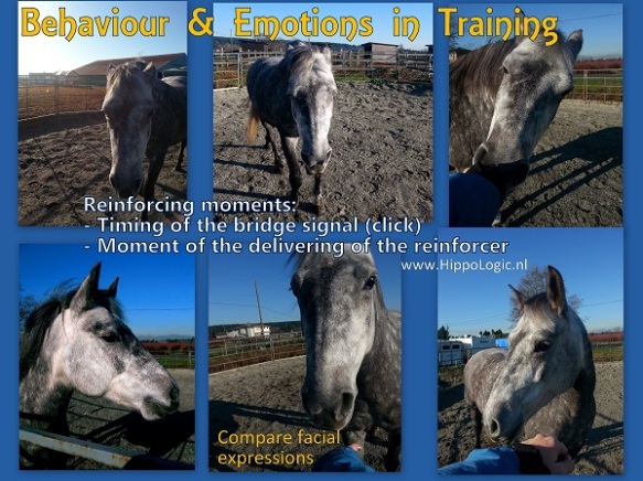 Emotions_in_training_hippologic2015