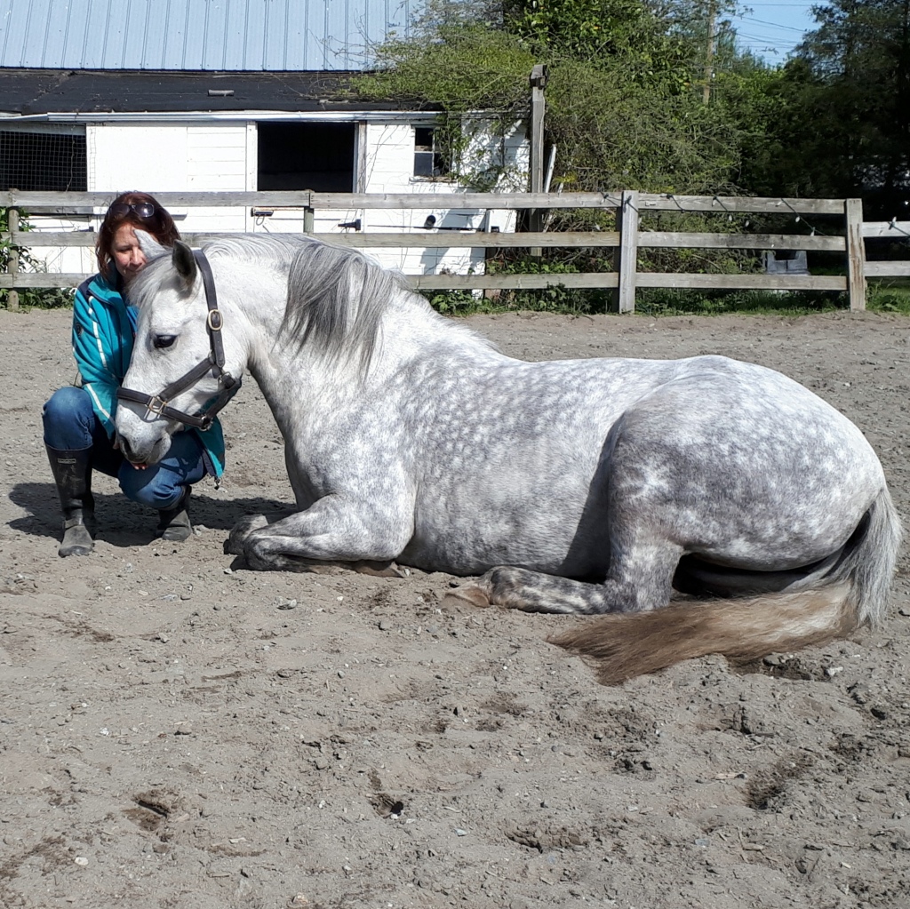 5 Tips to get a fat horse fit with clicker training